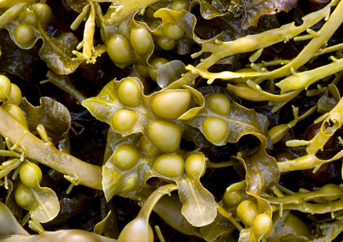 Fucus Vesiculosus image