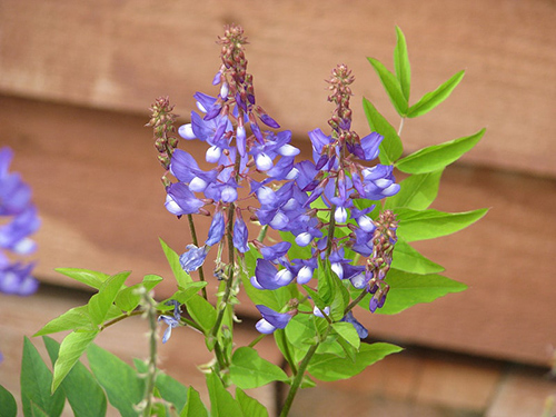 goats rue flowers and leaves