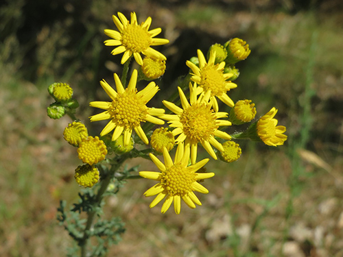 image of senecio jacobaea