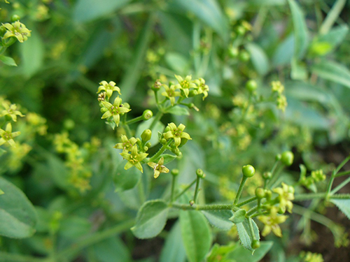 Unlock The Health Benefits Of The Madder Plant