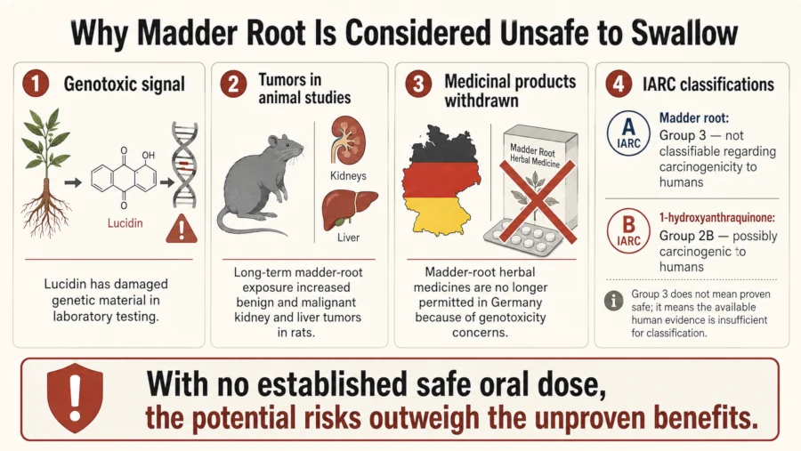 Summary of madder root safety findings including lucidin genotoxicity and German market withdrawal.