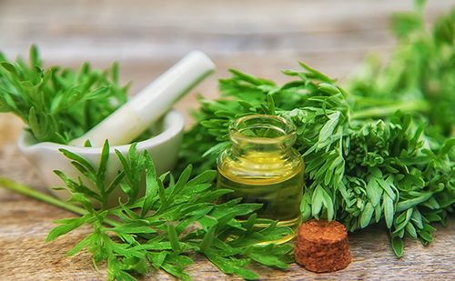 mugwort leaves and essential oil