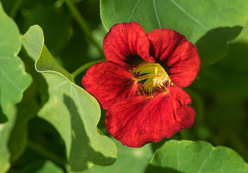 red nasturtium plant flower