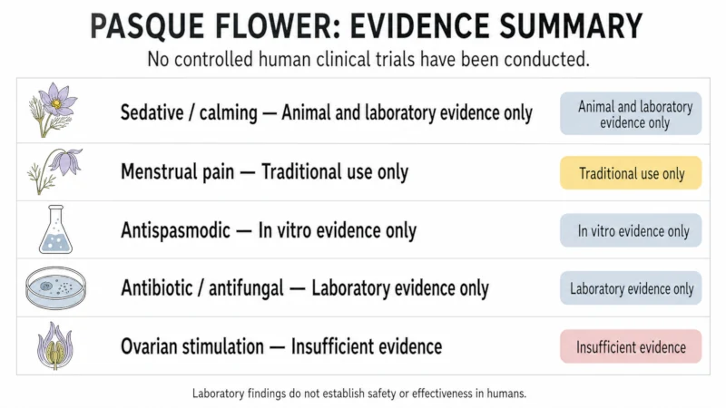 Chart showing evidence grades for pasque flower traditional uses, from traditional-only to insufficient evidence.