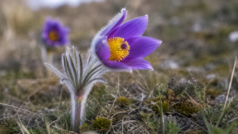 Purple pasque flower (Pulsatilla vulgaris) in bloom showing bell-shaped petals and silky hairs.