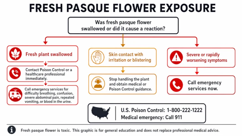 Decision tree for when to seek medical help after contact with fresh pasque flower.