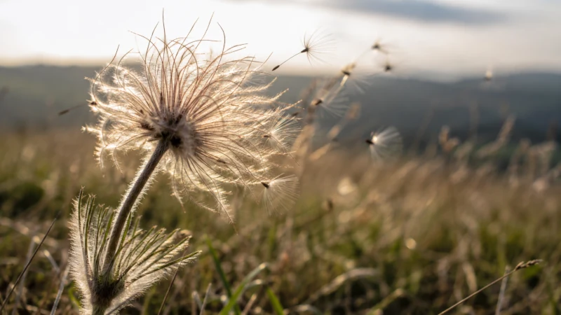 Feathery seed head of pasque flower ready for wind dispersal.