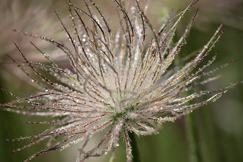 Pasque Flower Benefits 3