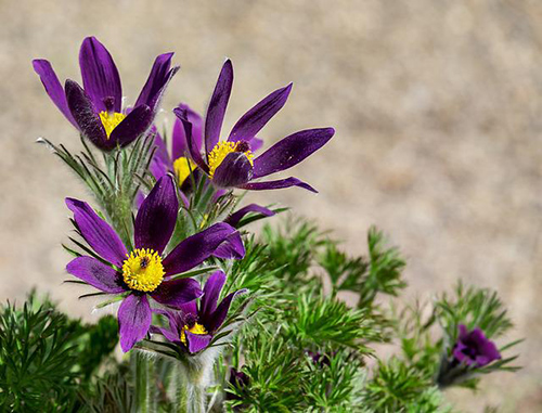 pasque flower plant and flowers