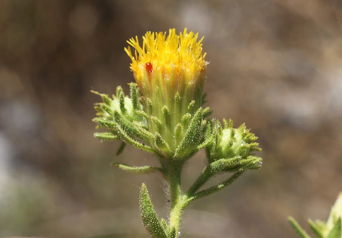 rock's tea plant flower