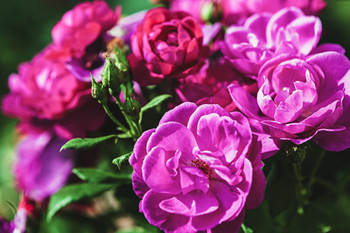 image of rose flowers