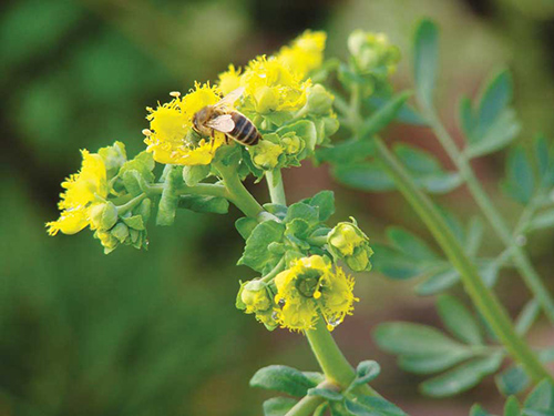 common rue flowers