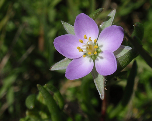 sand spurry plant flower