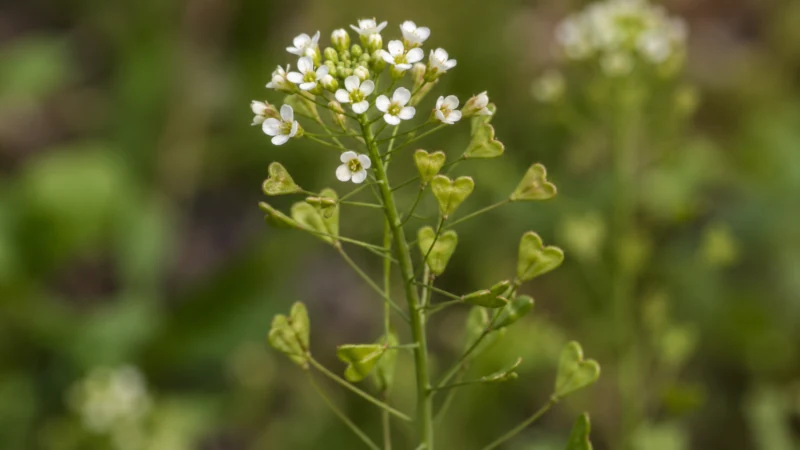 Shepherd's Purse Benefits: What the Evidence Actually Shows 3