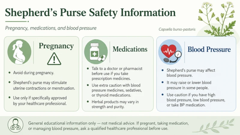 Shepherd’s purse safety information for pregnancy, medications and blood pressure