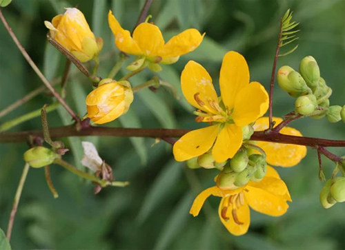 image of stinking weed plant and flowers