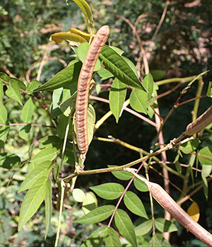 the seeds of the stinking weed plant