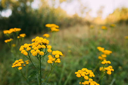 tansy plant on a hill