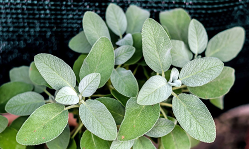 garden sage leaves