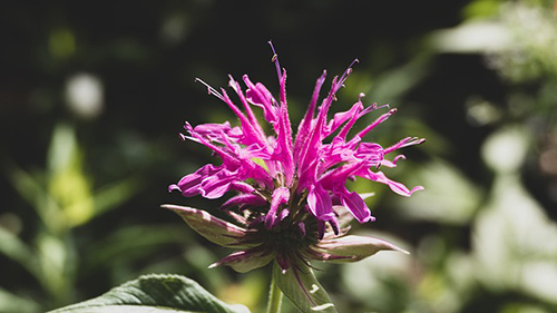 image of oswego tea plant flower