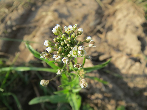 Image of shepherd's purse plant