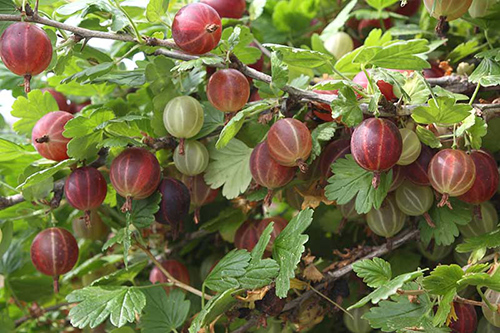 white currant goose berries on the branch with leaves