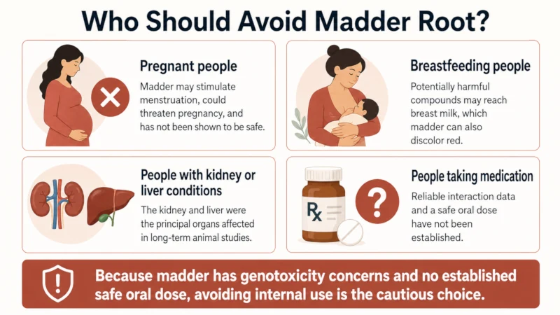 List of groups who should not use madder root, including pregnant and breastfeeding people.