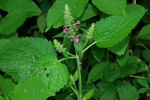 image of the wild betony plant and flowers