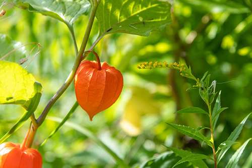 winter cherry fruit on the tree with leaves