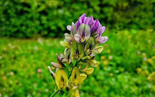 alfalfa flowers