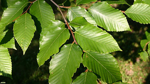 Revitalize Your Health With American Beech: Top 10 Questions Answered