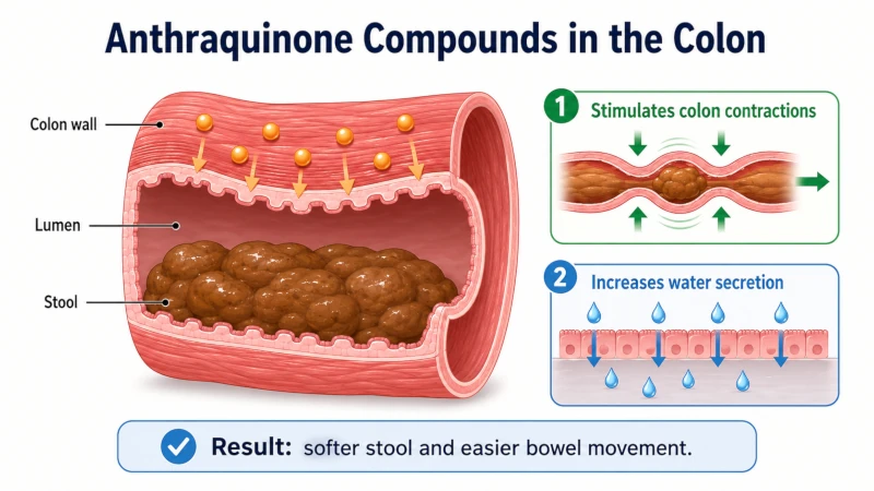 Diagram showing anthraquinone compounds stimulating colon contractions and water secretion.