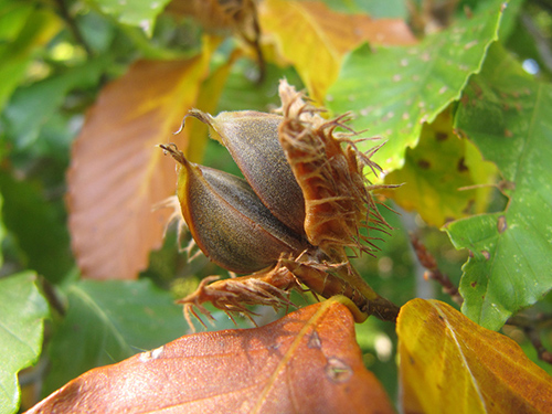 American beech tree fruit and leaves