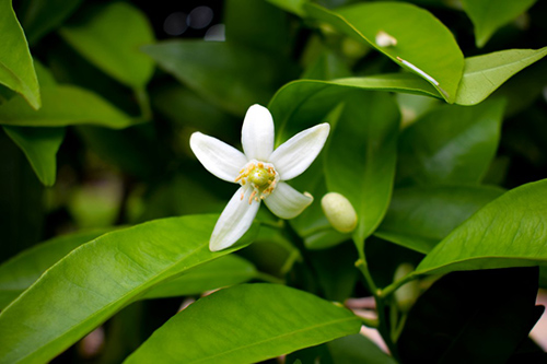 orange tree flowers and leaves