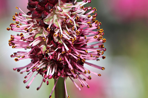 greater burnet flower blooming