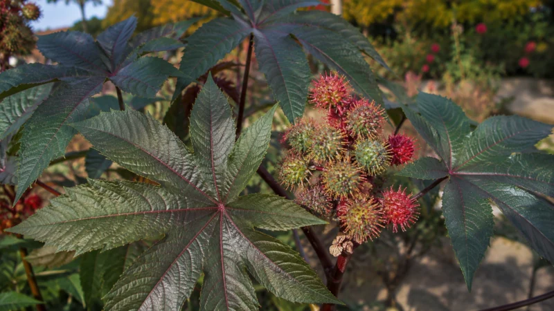Castor bean plant with large palm-shaped leaves and spiny red seed pods
