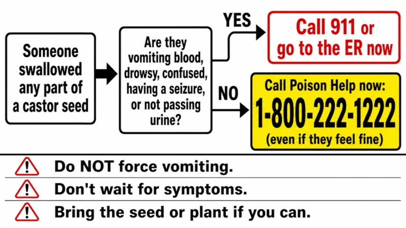 Flowchart showing what to do if someone swallows a castor seed, including calling Poison Help at 1-800-222-1222