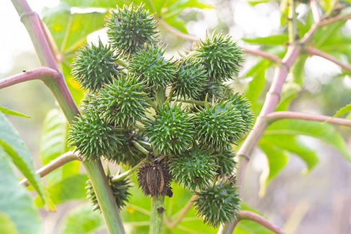 castor bean plant fruits