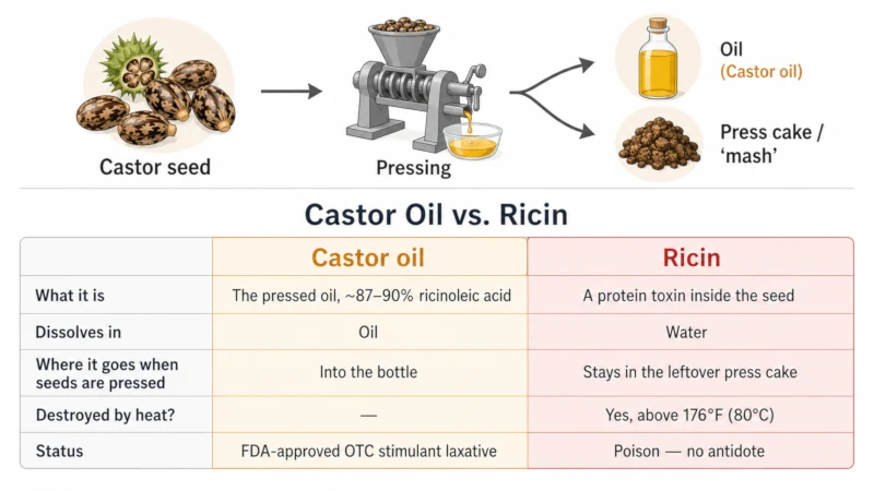 Chart comparing castor oil and ricin: oil-soluble versus water-soluble, safe versus toxic, and where each ends up during pressing