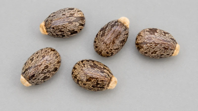 Close-up of mottled brown and grey castor seeds beside a coin for scale