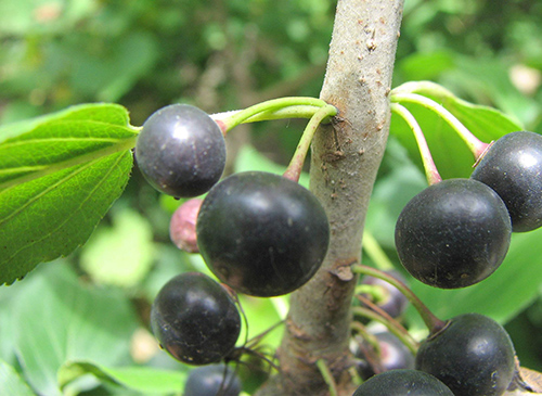 common buckthorn berries on branch