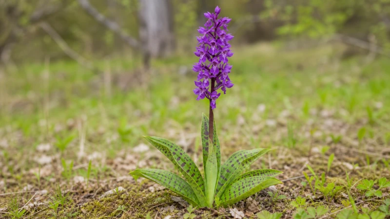 Early purple orchid with purple flower spike and spotted green leaves.