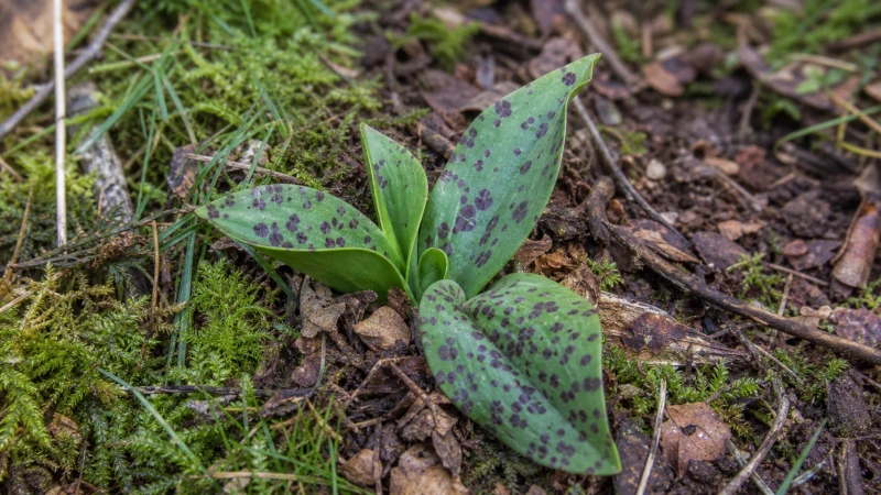 Spotted leaves of early purple orchid growing close to the ground.