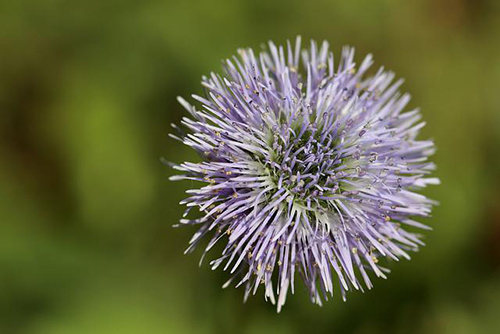 globe flower plant flower