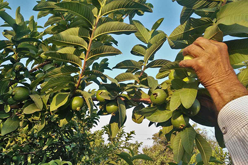 guava tree