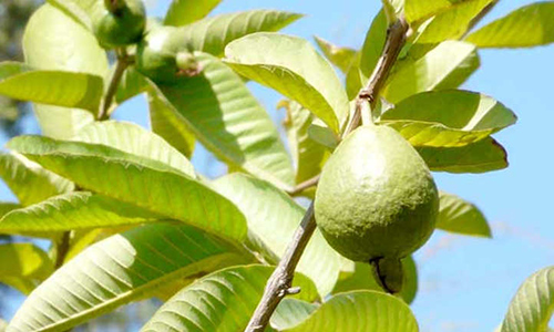 uses of guava tree essay