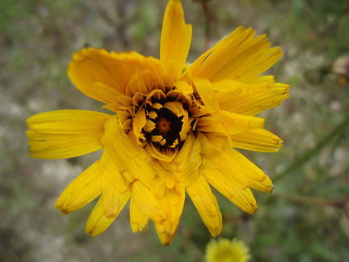 mouse ear hawkweed plant flower