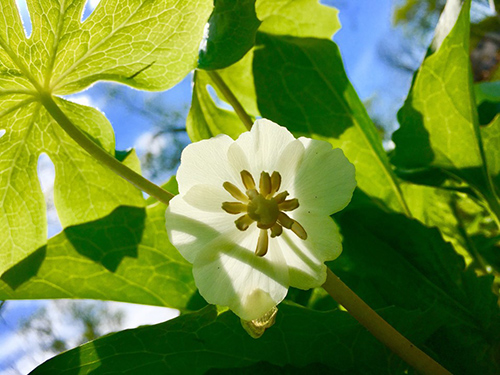 mayapple plant flower and leaves