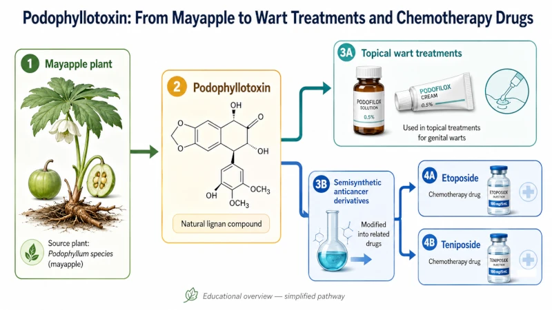 Flowchart of podophyllotoxin from mayapple to wart treatments and chemotherapy drugs.