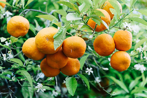 orange tree fruit and leaves